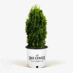 DeGroots Spire Arborvitae -The Tree Center Store DeGroots Spire Arborvitae 5G 01 600x600 1