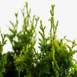 DeGroots Spire Arborvitae -The Tree Center Store DeGroots Spire Arborvitae 5G 05 copy 600x600 1