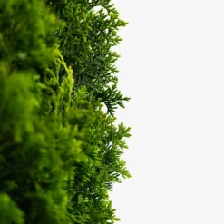 DeGroots Spire Arborvitae -The Tree Center Store DeGroots Spire Arborvitae 5G 06 copy 600x600 1