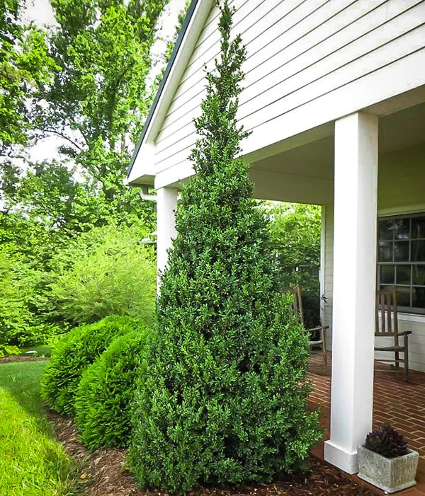 Dee Runk Boxwood 1 Dee Runk Boxwood