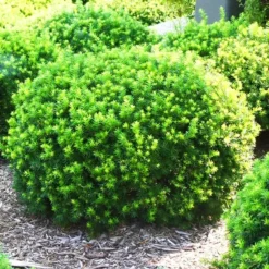 Dense Spreading Yew -The Tree Center Store Dense Spreading Yew 3 copy jpg webp