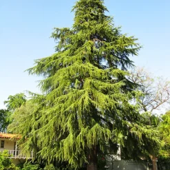 Deodar Cedar Tree