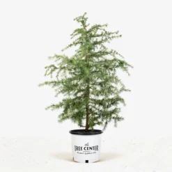 Deodar Cedar Tree -The Tree Center Store Deodar Cedar Tree 5G 01 jpg 600x600 1