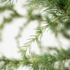 Deodar Cedar Tree -The Tree Center Store Deodar Cedar Tree 5G 05 600x600 1