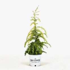 Golden Deodar Cedar 9 Golden Deodar Cedar -The Tree Center Store Deodar Golden Cedar 5G 01 jpg 600x600 1