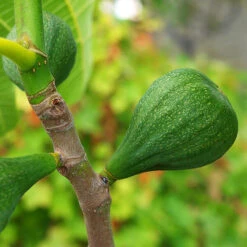 Desert King Fig -The Tree Center Store Desert King Fig 4 copy 600x600 1