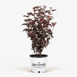 Diabolo Ninebark 8 Diabolo Ninebark -The Tree Center Store Diablo Ninebark 5G 01 600x600 1