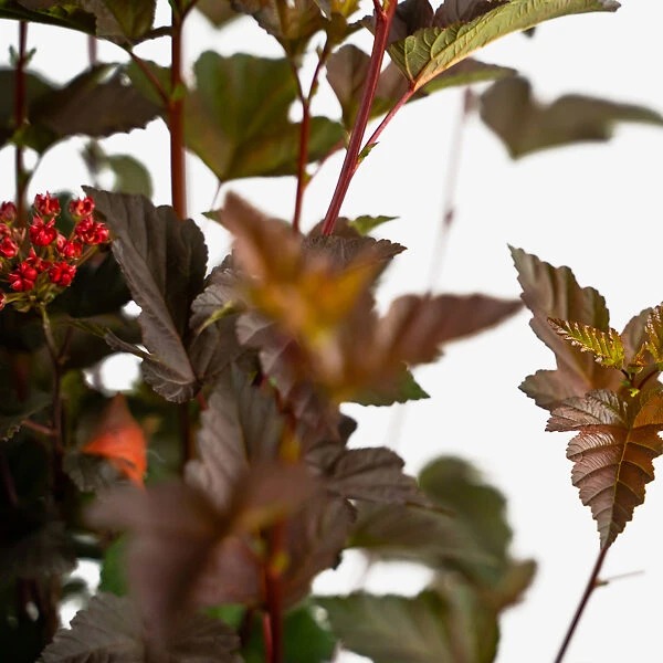 Diabolo Ninebark 3 Diabolo Ninebark - Image 3