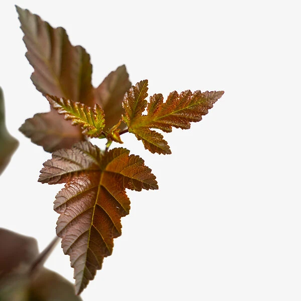 Diabolo Ninebark 2 Diabolo Ninebark - Image 2