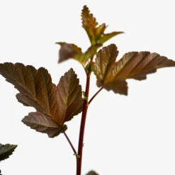 Diabolo Ninebark 9 Diabolo Ninebark -The Tree Center Store Diablo Ninebark 5G 04 1 600x600 1