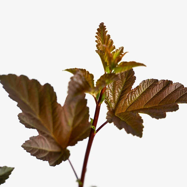 Diabolo Ninebark 1 Diabolo Ninebark