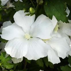 Diana Hardy Hibiscus