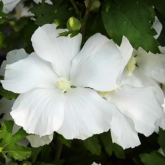 Diana Hardy Hibiscus 1 Diana Hardy Hibiscus