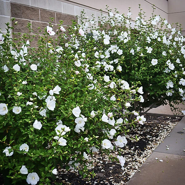 Diana Hardy Hibiscus 2 Diana Hardy Hibiscus - Image 2