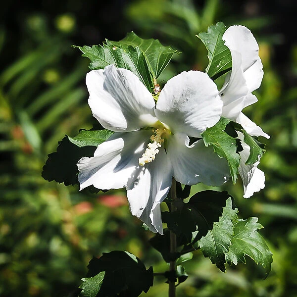 Diana Hardy Hibiscus 3 Diana Hardy Hibiscus - Image 3