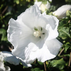 Diana Hardy Hibiscus 7 Diana Hardy Hibiscus -The Tree Center Store Diana Hibiscus 4 copy 600x599 1