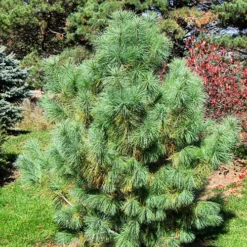 Domingo Hybrid Pine -The Tree Center Store Domingo Hybrid Pine 4 copy jpg