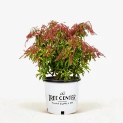 Dorothy Wycoff Pieris -The Tree Center Store Dorothy Wycoff Pieris 3G 01 jpg 600x600 1