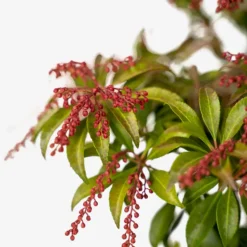 Dorothy Wycoff Pieris -The Tree Center Store Dorothy Wycoff Pieris 3G 04 600x600 1