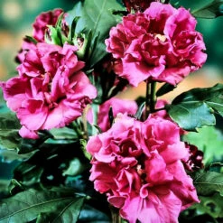 Double Red Hardy Hibiscus 5 Double Red Hardy Hibiscus -The Tree Center Store Double Red Hardy Hibiscus 2 copy 600x600 1