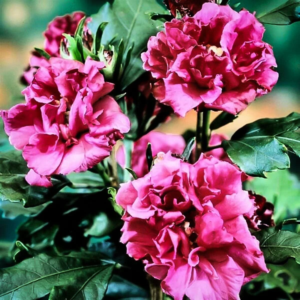 Double Red Hardy Hibiscus 3 Double Red Hardy Hibiscus - Image 3