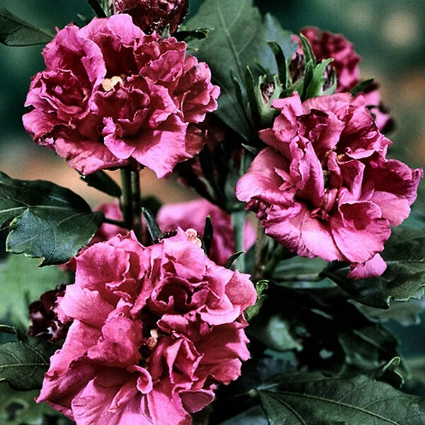 Double Red Hardy Hibiscus 1 Double Red Hardy Hibiscus
