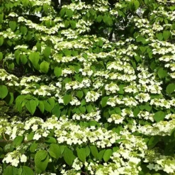 Shasta Doublefile Viburnum -The Tree Center Store Double File Viburnum 2 copy jpg webp