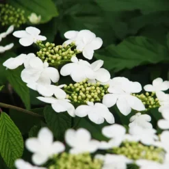 Shasta Doublefile Viburnum -The Tree Center Store Double File Viburnum 3 copy jpg webp