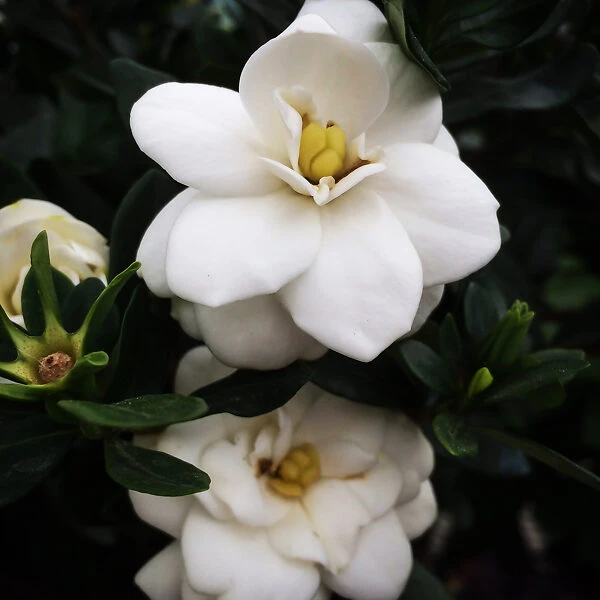 Double Mint Gardenia 3 Double Mint Gardenia - Image 3