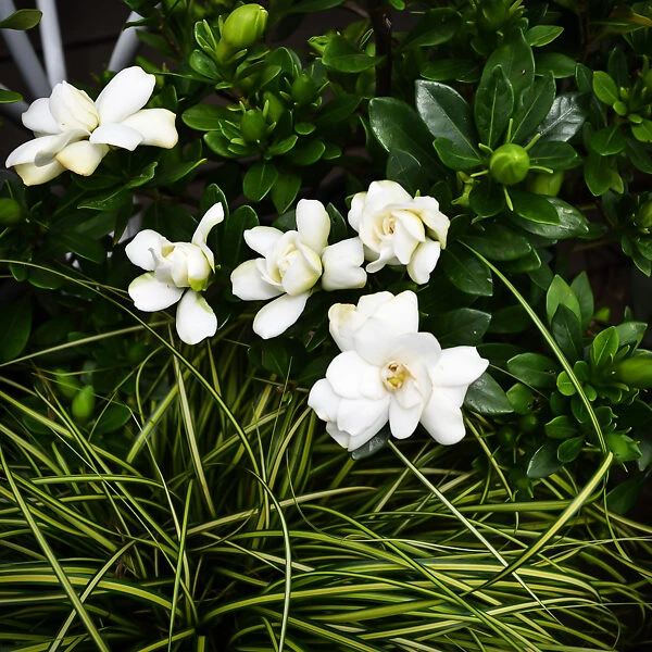 Double Mint Gardenia 1 Double Mint Gardenia