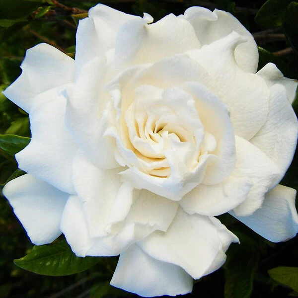 Double Mint Gardenia 4 Double Mint Gardenia - Image 4