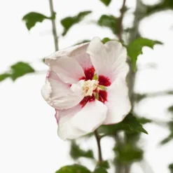 Double Pink Hibiscus -The Tree Center Store Double Pink Hibiscus 3G 03 NEW 600x600 1