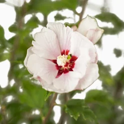 Double Pink Hibiscus -The Tree Center Store Double Pink Hibiscus 3G 04 NEW 600x600 1