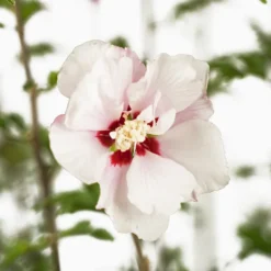 Double Pink Hibiscus -The Tree Center Store Double Pink Hibiscus 3G 06 NEW 600x600 1