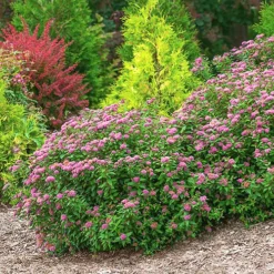 Double Play™ Artisan Spirea -The Tree Center Store Double Play Artisan Spirea 1 copy jpg
