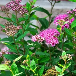 Double Play™ Artisan Spirea