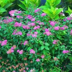 Double Play™ Artisan Spirea -The Tree Center Store Double Play Artisan Spirea 4 copy jpg webp