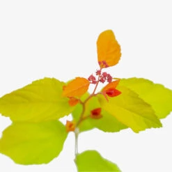 Double Play™ Big Bang Spirea -The Tree Center Store Double Play Big Bang Spirea 3G 02 copy 1 600x600 1