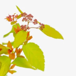 Double Play™ Big Bang Spirea -The Tree Center Store Double Play Big Bang Spirea 3G 03 copy 1 600x600 1
