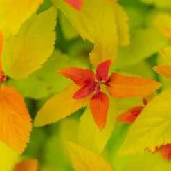 Double Play™ Big Bang Spirea -The Tree Center Store Double Play Big Bang Spirea 3G 06 copy 1 600x600 1