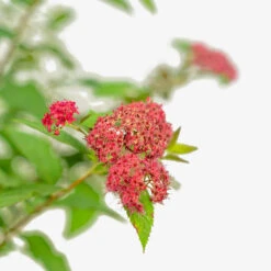 Double Play Doozie® Spirea -The Tree Center Store Double Play Doozie Spirea 3G 02 copy 2 600x600 1