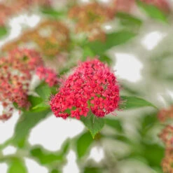 Double Play Doozie® Spirea -The Tree Center Store Double Play Doozie Spirea 3G 04 600x600 1