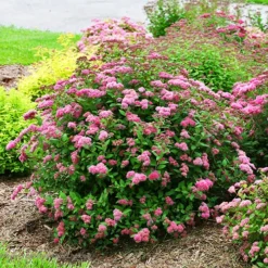 Double Play™ Pink Spirea -The Tree Center Store Double Play Pink Spirea 1 copy jpg