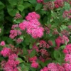Double Play™ Pink Spirea