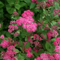 Double Play™ Pink Spirea