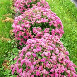 Double Play™ Pink Spirea -The Tree Center Store Double Play Pink Spirea 4 copy jpg webp