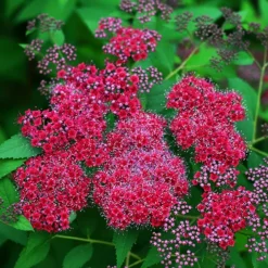 Double Play™ Red Spirea 6 Double Play™ Red Spirea -The Tree Center Store Double Play Red Spirea 1 copy jpg