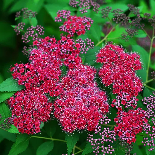 Double Play™ Red Spirea 3 Double Play™ Red Spirea - Image 3