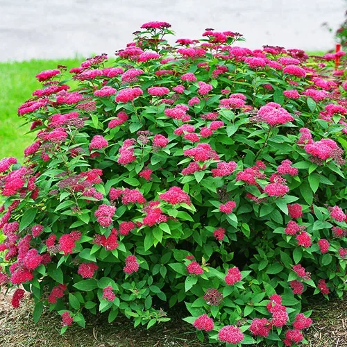 Double Play™ Red Spirea 4 Double Play™ Red Spirea - Image 4