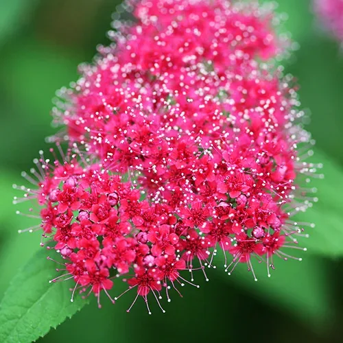 Double Play™ Red Spirea 2 Double Play™ Red Spirea - Image 2